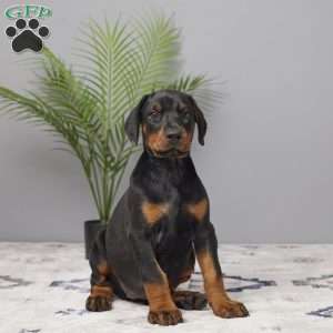 Ollie, Doberman Pinscher Puppy